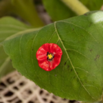 Bijoux porcelaine Nach dans le centre ville de Nantes