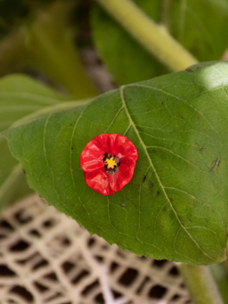 Bijoux porcelaine Nach dans le centre ville de Nantes